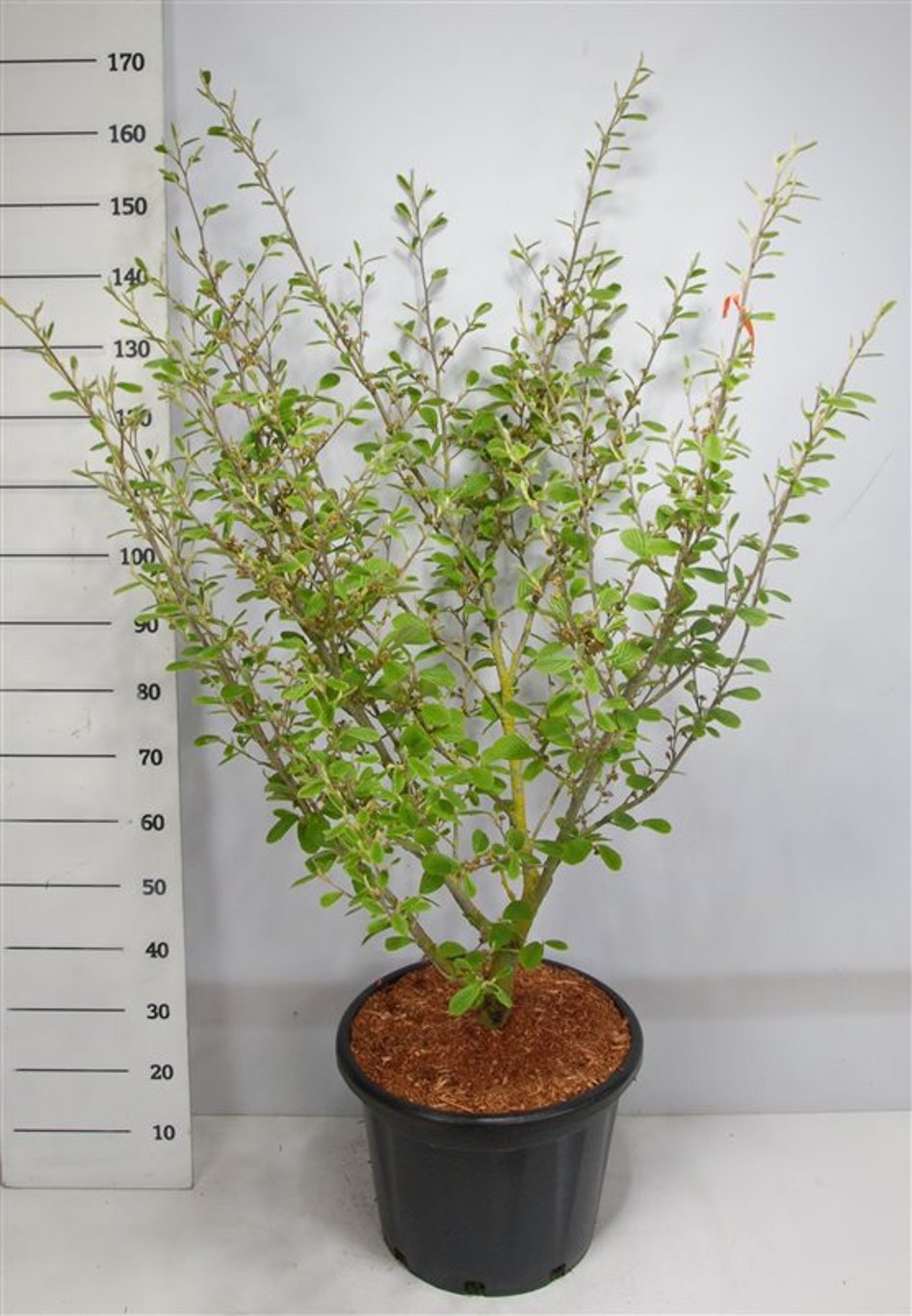 Hamamelis int. 'Arnold Promise' - C45 125-150 CM